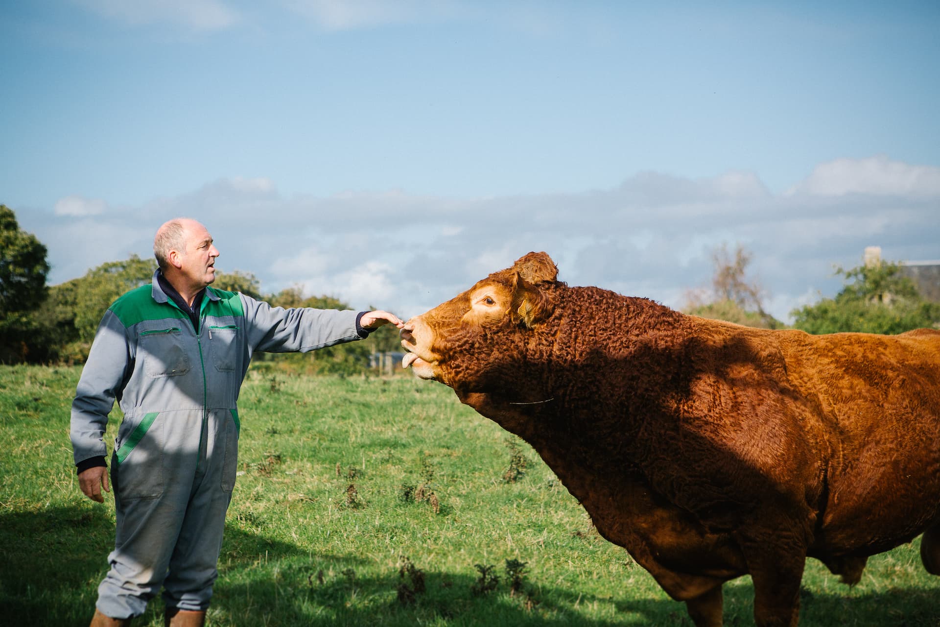 Photo vache