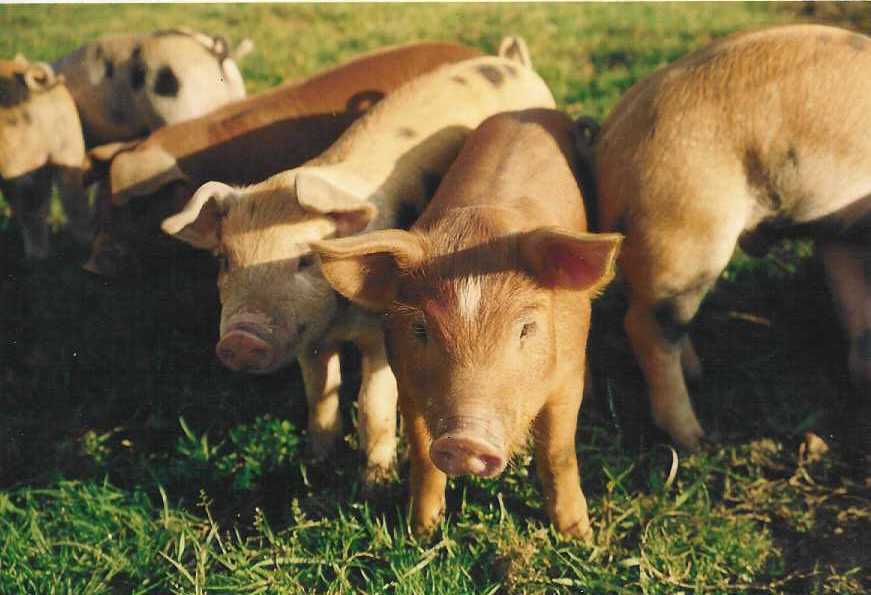 Photo cochons
