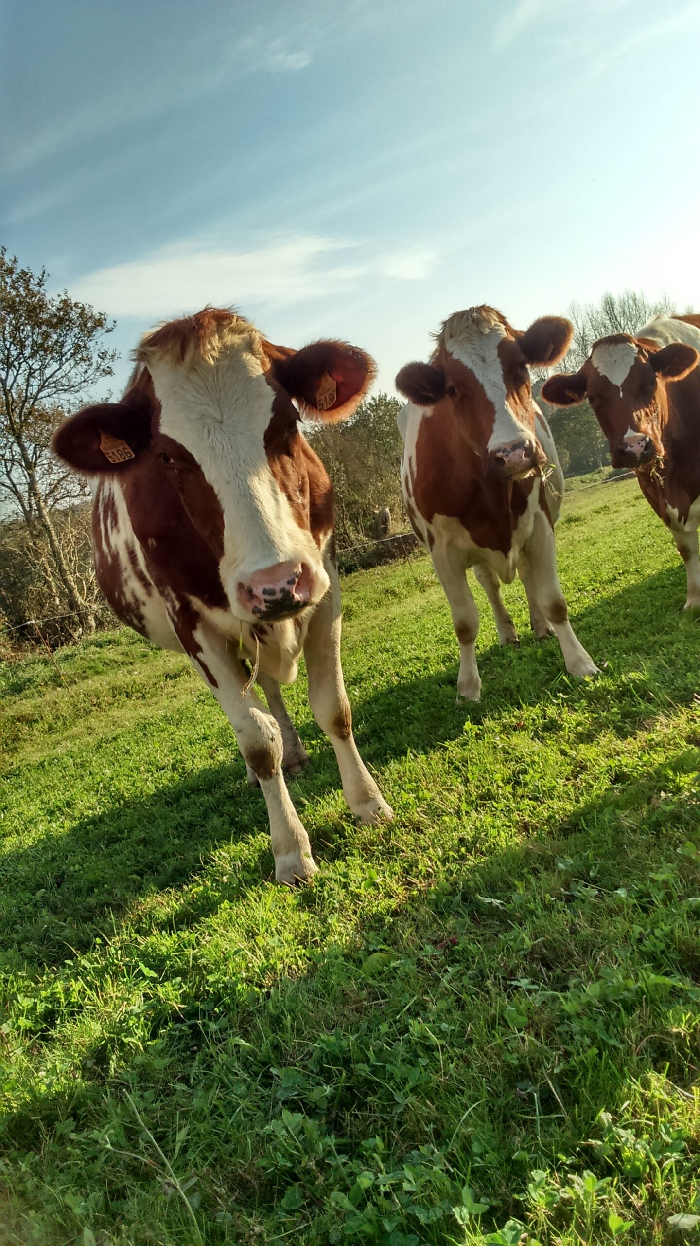Photo vaches