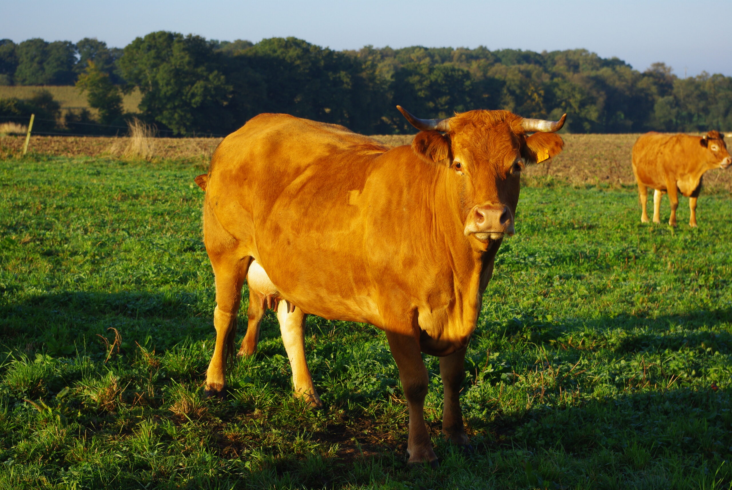 Photo vaches