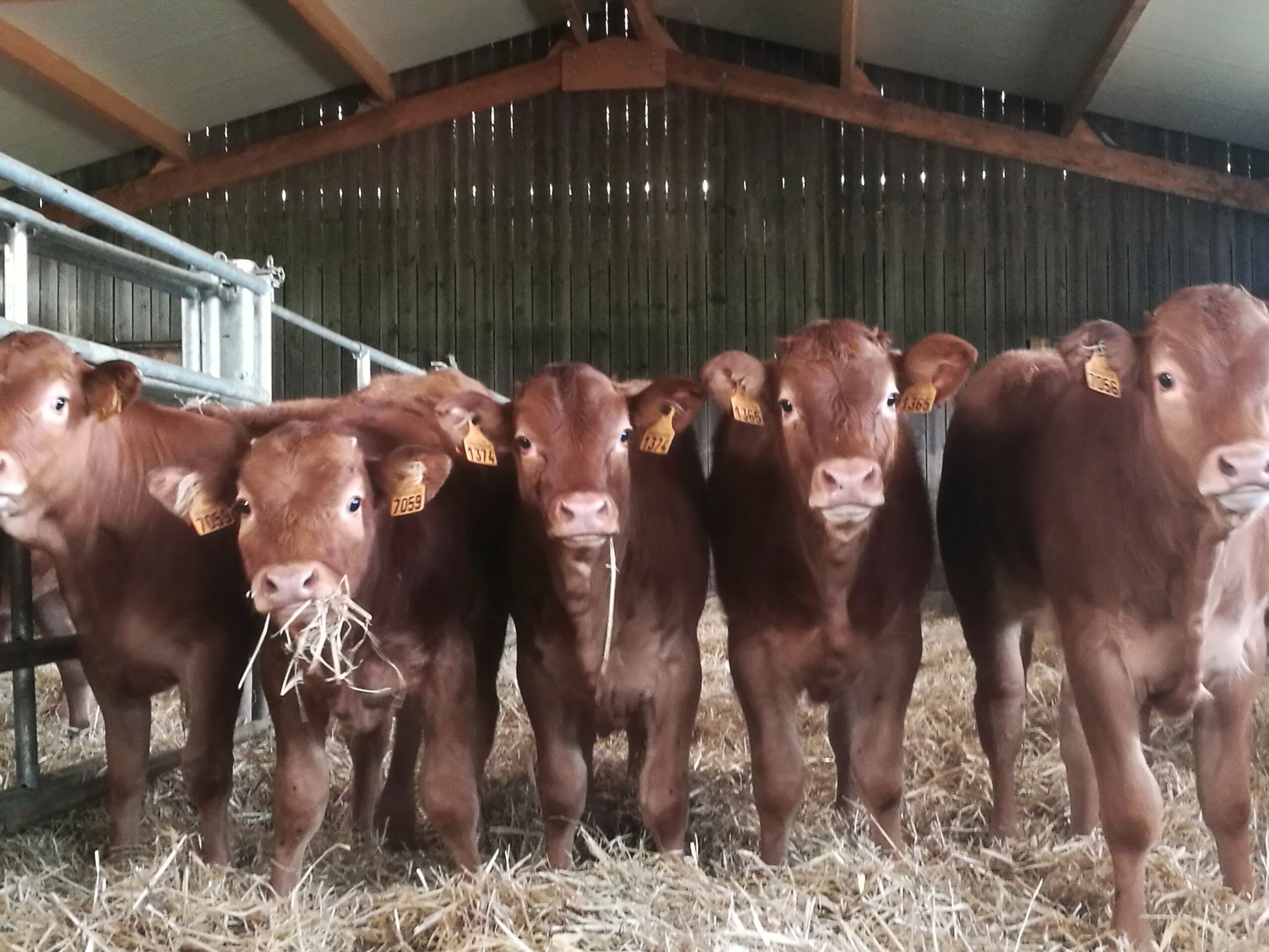Photo vaches