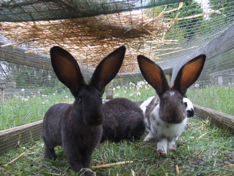 Photo lapins