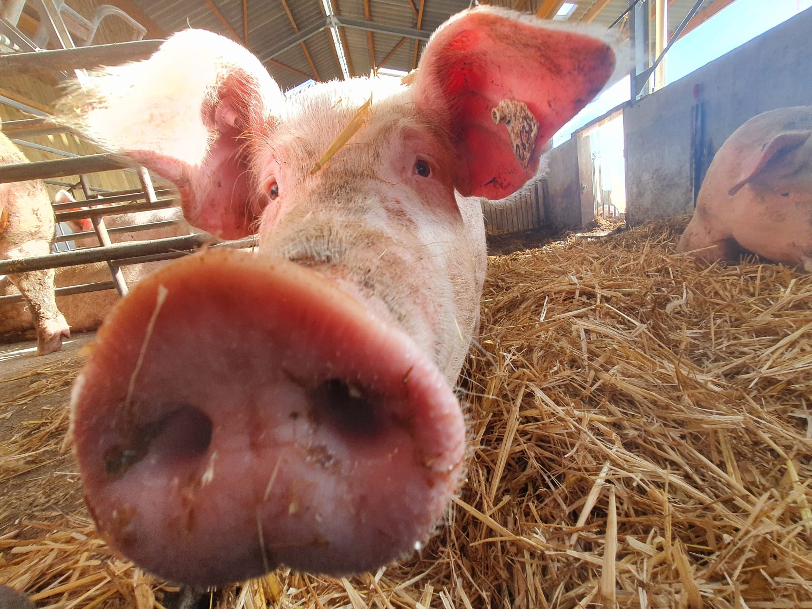 Photo d'un cochon en gros plan