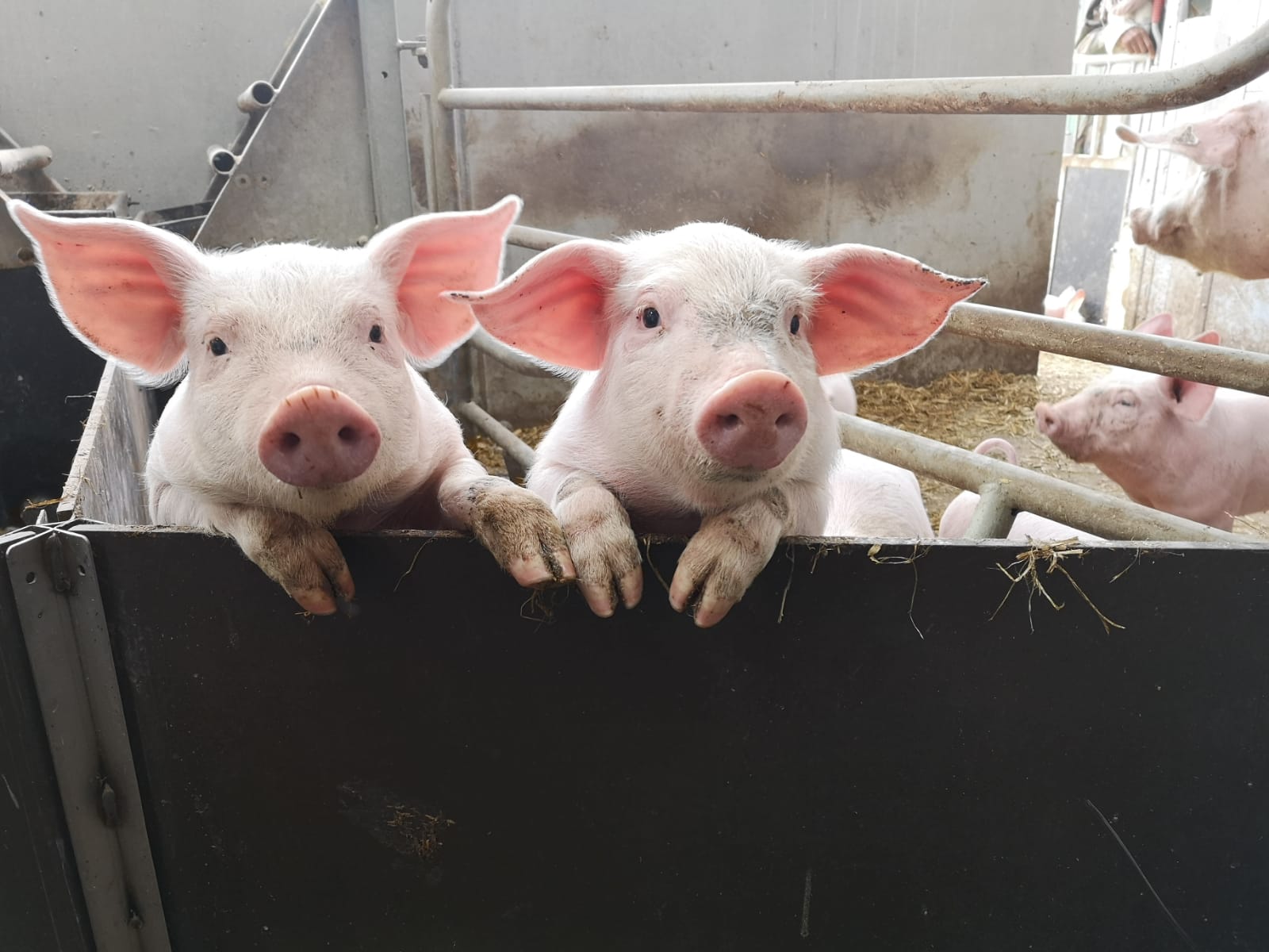 Photo de 2 cochons